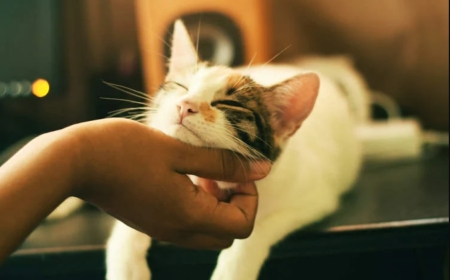 Umukecuru yajyanywe mu rukiko azira kugaburira injangwe y’abandi