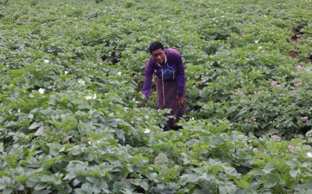 Gushyira ibihingwa mu bwishingizi byafashije abagore bo mu Majyaruguru