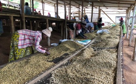 Muhanga: Abakora n’abaturiye uruganda rutunganya Kawa bararuvuga imyato