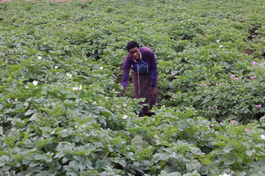 Gushyira ibihingwa mu bwishingizi byafashije abagore bo mu Majyaruguru