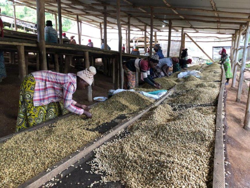 Muhanga: Abakora n’abaturiye uruganda rutunganya Kawa bararuvuga imyato