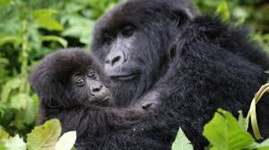 Itariki yo kwita Izina abana b'Ingagi yatangajwe